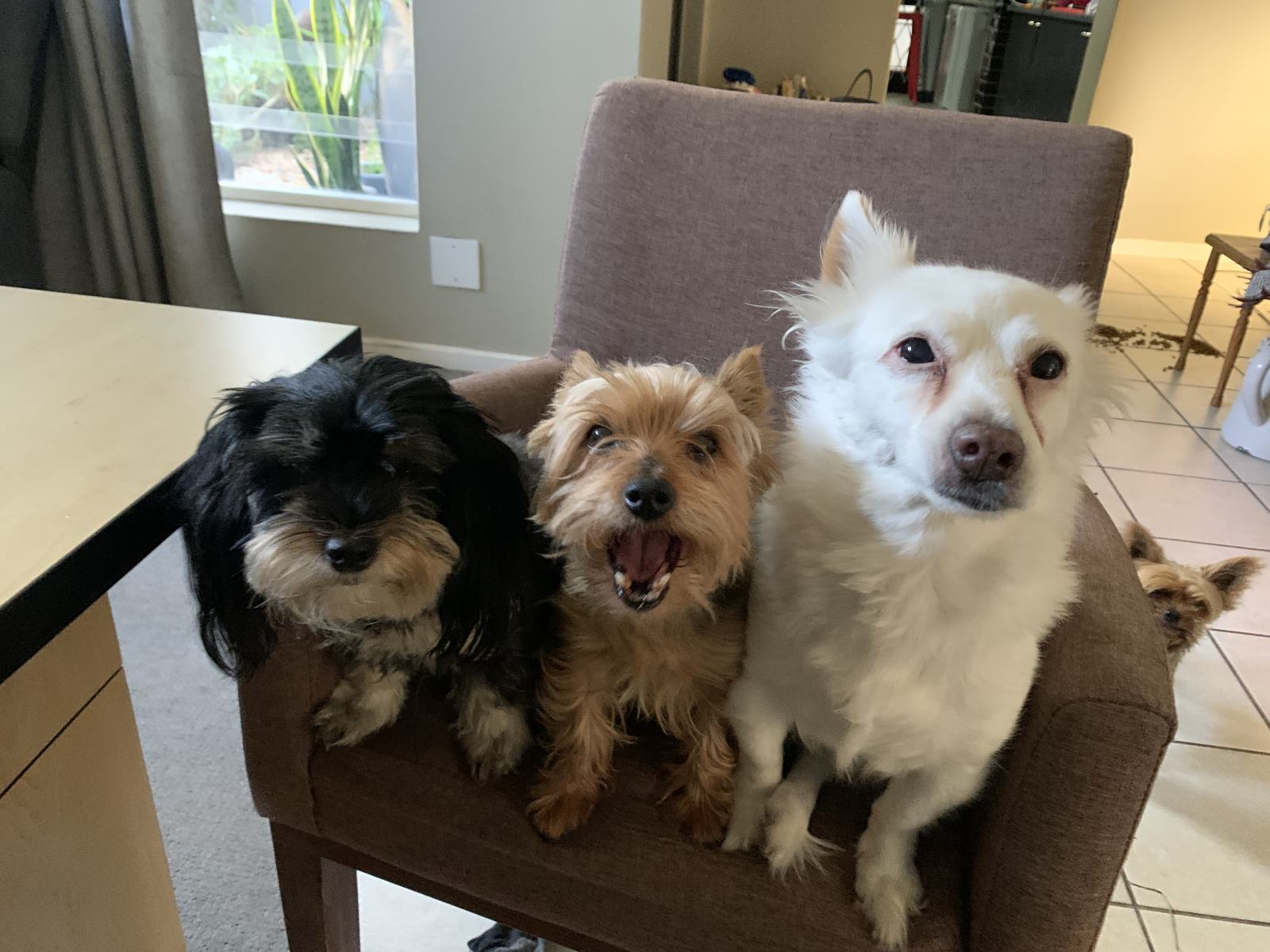 Shaggy Dogs On A Chair