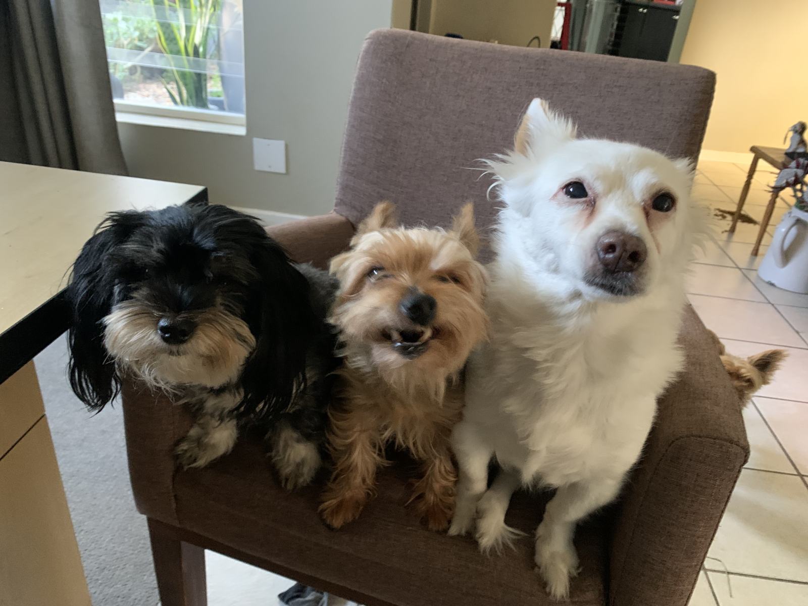 Shaggy Dogs On A Chair