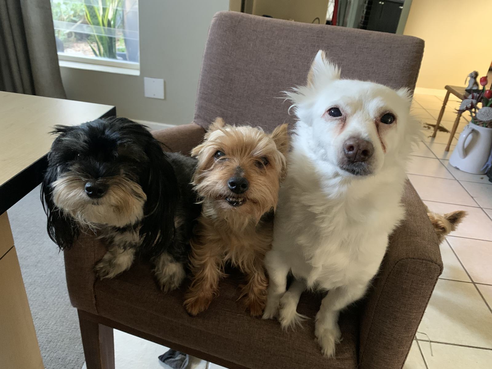 Shaggy Dogs On A Chair