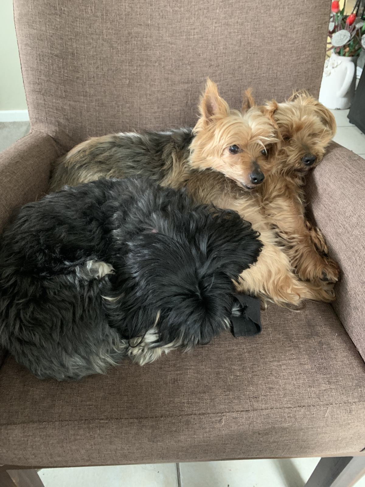 Shaggy Dogs On A Chair