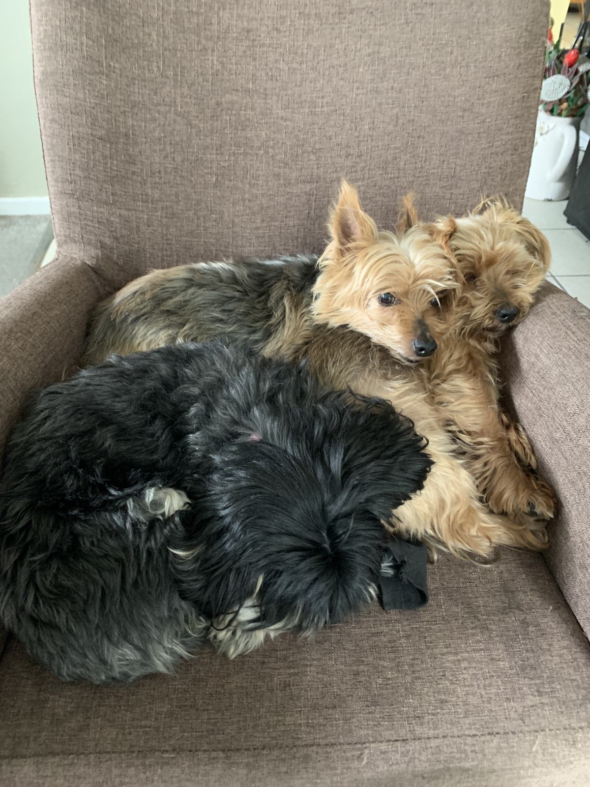 Shaggy Dogs On A Chair