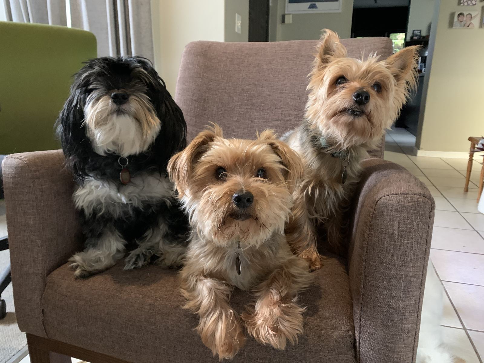 Shaggy Dogs On A Chair