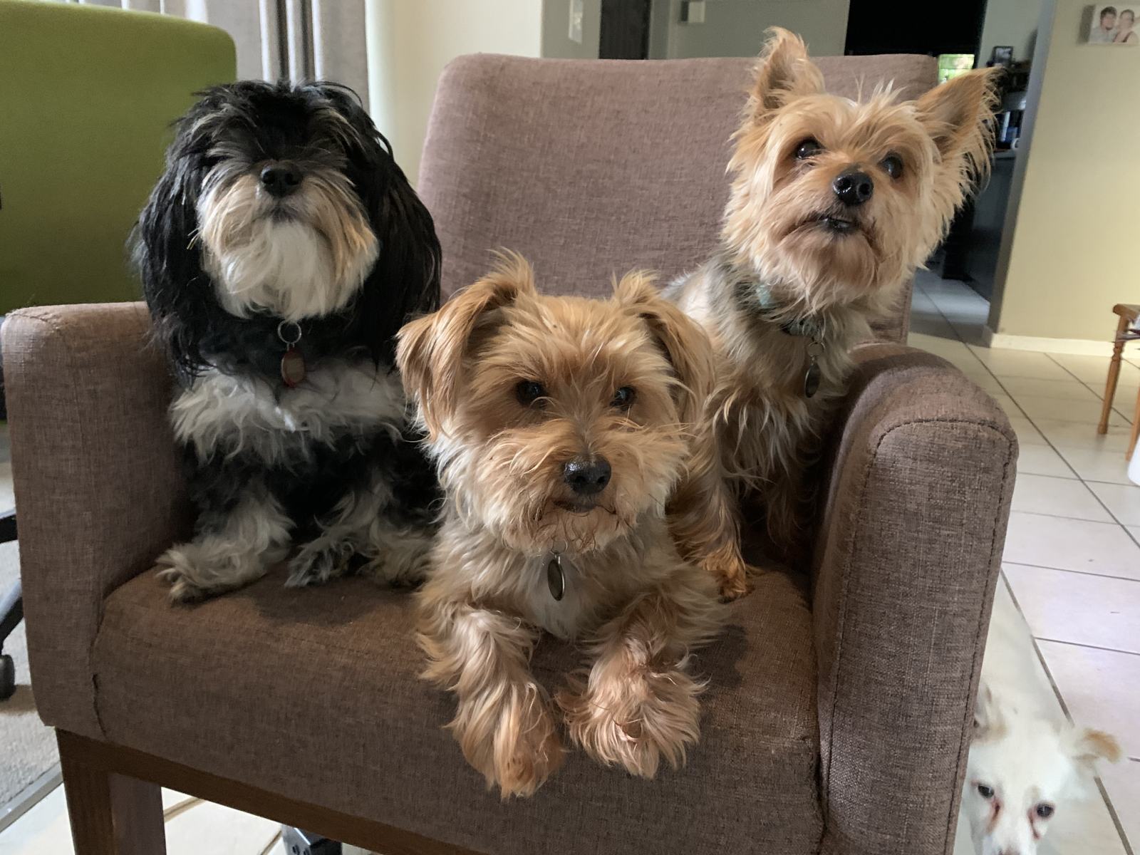 Shaggy Dogs On A Chair