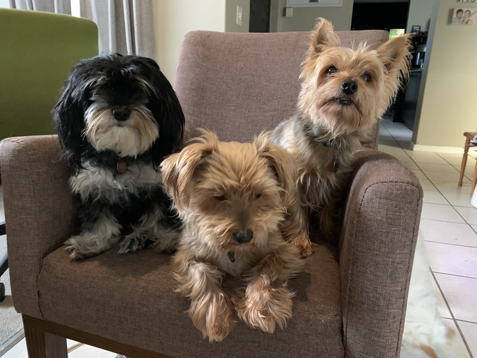 Shaggy Dogs On A Chair