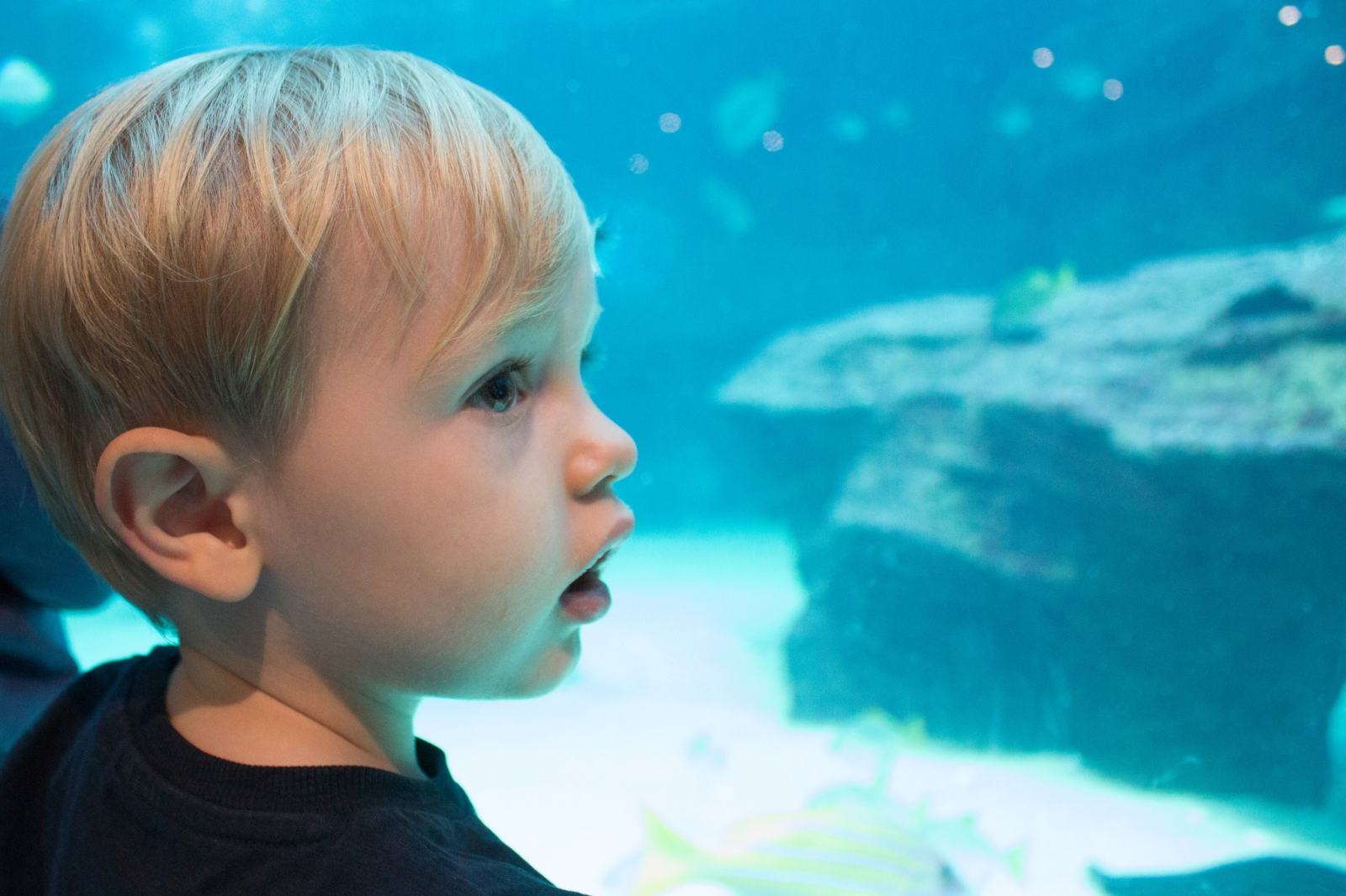 Rainy Day Trip To Aquarium