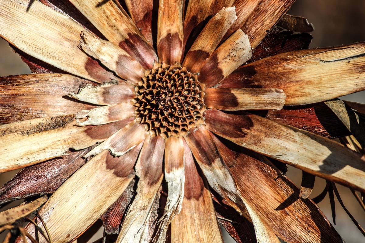 Karoo Thru The Lens 2017
