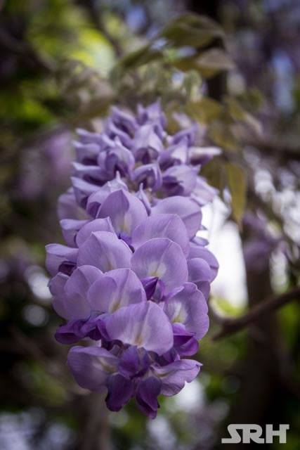 Purple And Lilac Swirls