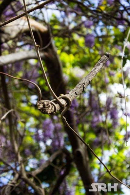 Purple And Lilac Swirls