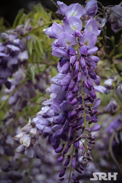 Purple And Lilac Swirls