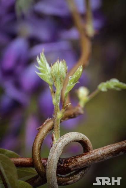 Purple And Lilac Swirls