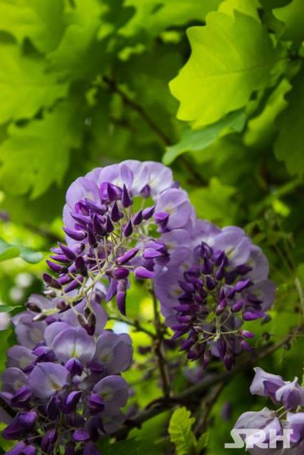 Purple And Lilac Swirls