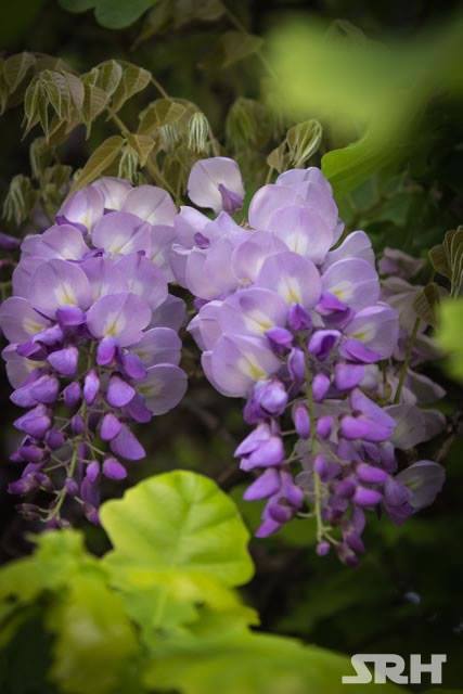 Purple And Lilac Swirls