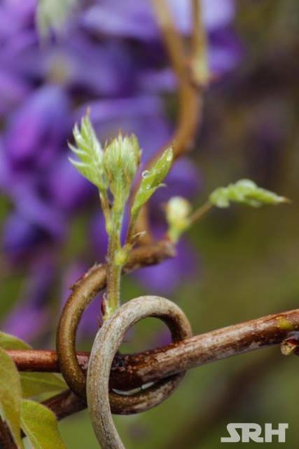 Purple And Lilac Swirls