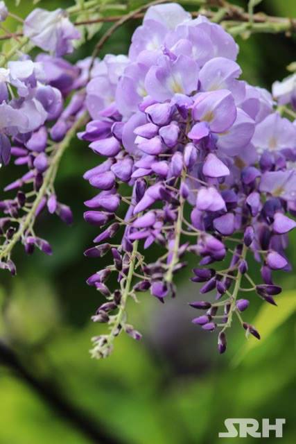 Purple And Lilac Swirls
