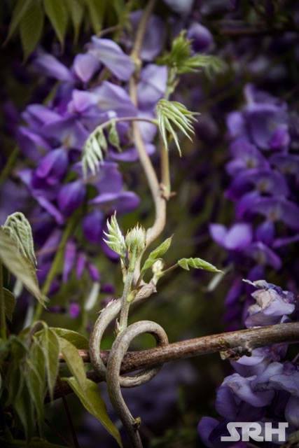 Purple And Lilac Swirls