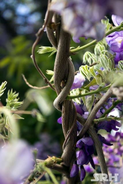Purple And Lilac Swirls