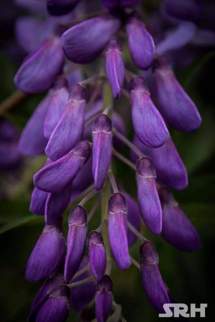 Purple And Lilac Swirls