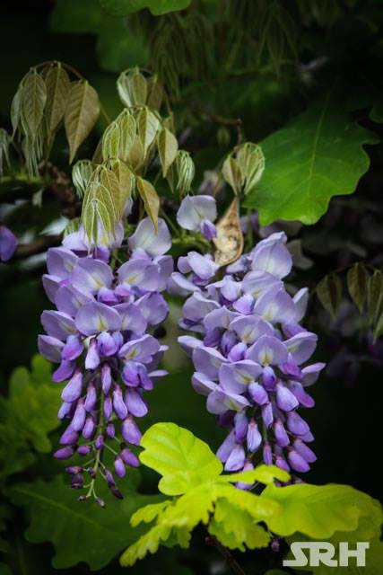 Purple And Lilac Swirls